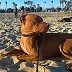 Dog breed, Sand, Carnivore, Summer, Dog, Vacation, Pet Supply, Fawn, Collar, Snout, Shadow, Working Animal, Leash, Beach, Shade, People On Beach, Canidae, Companion dog
