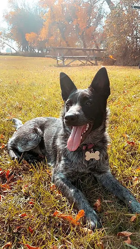 Dog breed, Dog, Carnivore, Leaf, Jaw, Snout, Tongue, Tooth, Autumn, Hunting Dog, Canidae, Australian Stumpy Tail Cattle Dog, Deciduous, Working Animal, Herding Dog, Working Dog, Australian Cattle Dog, Texas Heeler, Canis