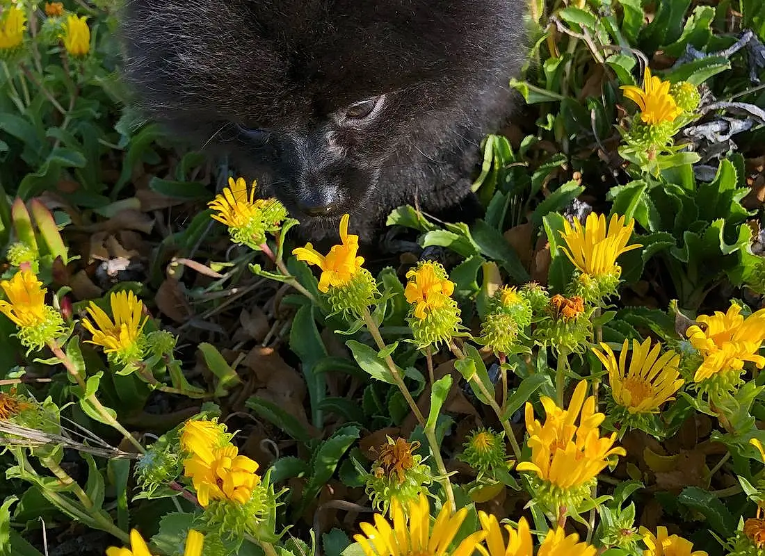 Flower, Plant, Petal, Yellow, Cat, Felidae, Grass, Groundcover, Flowering Plant, Annual Plant, Furry friends, Shrub, Dandelion, Forb, Spring, Daisy Family, Subshrub, Small To Medium-sized Cats, Herbaceous Plant, Herb