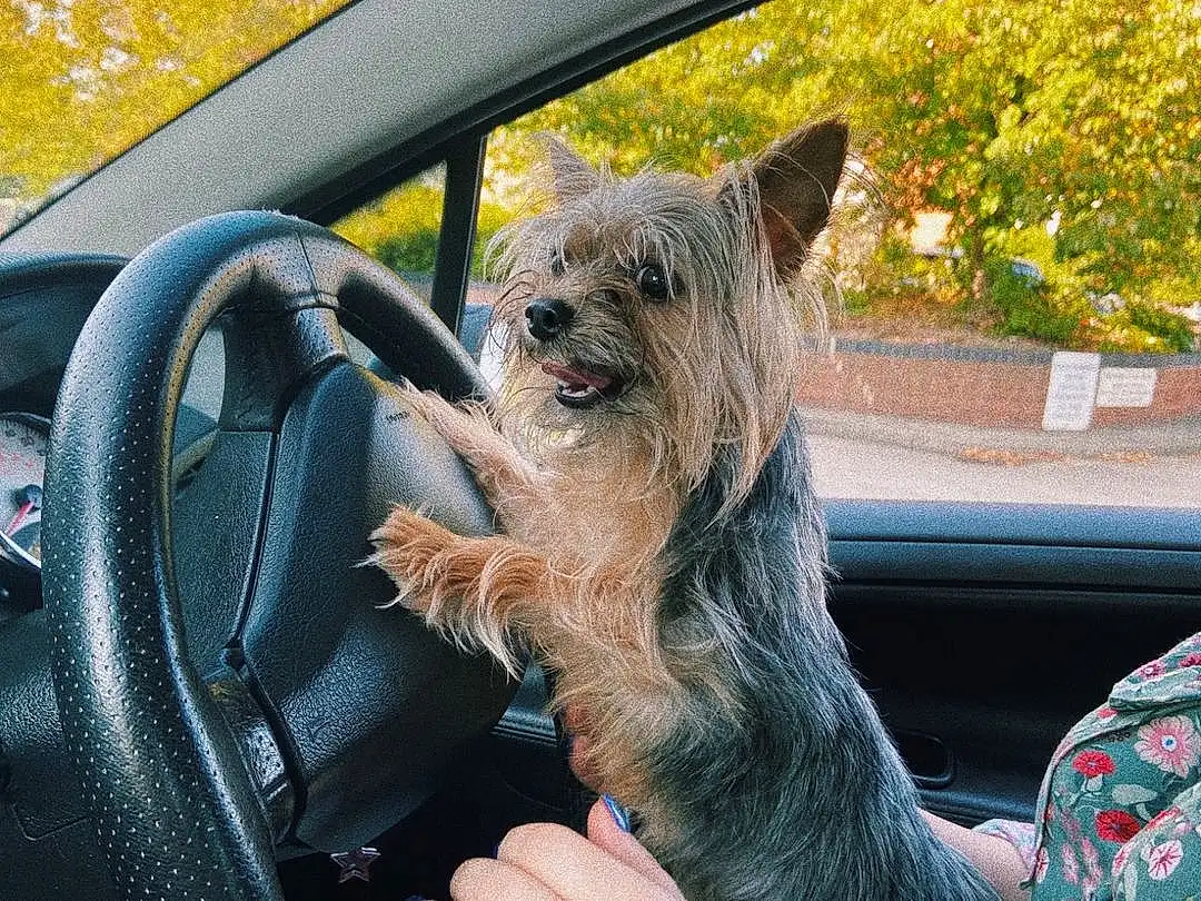 Finger, Dog breed, Glass, Vehicle Door, Carnivore, Dog, Automotive Exterior, Automotive Mirror, Wrist, Steering Part, Steering Wheel, Windshield, Tints And Shades, Snout, Terrier, Nail, Automotive Window Part, Small Terrier