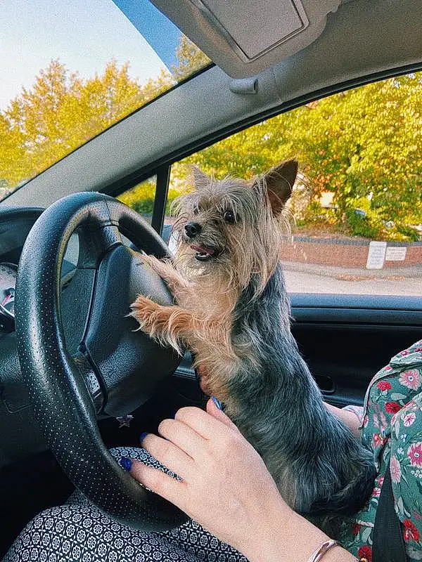 Finger, Dog breed, Glass, Vehicle Door, Carnivore, Dog, Automotive Exterior, Automotive Mirror, Wrist, Steering Part, Steering Wheel, Windshield, Tints And Shades, Snout, Terrier, Nail, Automotive Window Part, Small Terrier