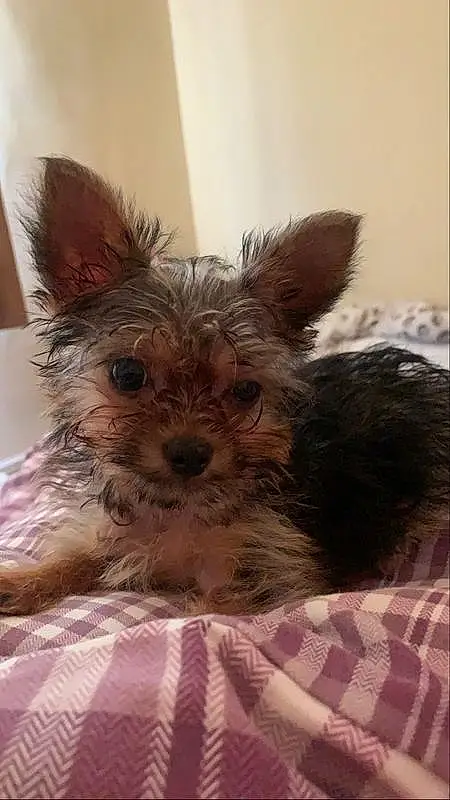 Dog breed, Dog, Carnivore, Toy Dog, Small Terrier, Snout, Terrier, Companion dog, Liver, Fawn, Canidae, Working Animal, Dog Supply, Puppy, Linens, Non-sporting Group, Plaid, Yorkshire Terrier, Working Dog