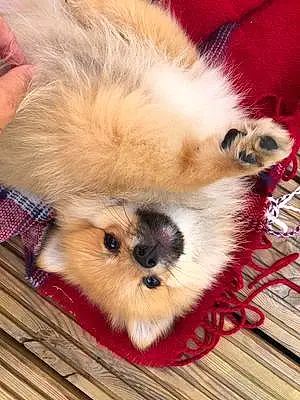 Name Pomeranian Dog Kodi