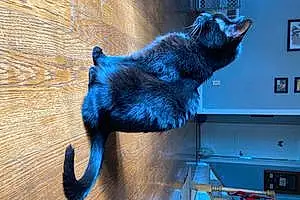 Name American Shorthair Cat Blackie
