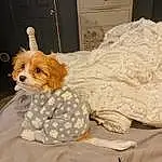 Dog, Dog Supply, Comfort, Dog breed, Carnivore, Fawn, Companion dog, Cabinetry, Door, Chair, Toy Dog, Working Animal, Dog Clothes, Toy, Linens, Small Terrier, Furry friends, Terrier, Wood