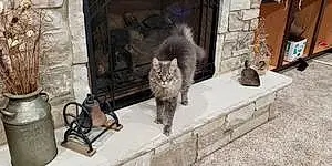 Name Maine Coon Cat Grady