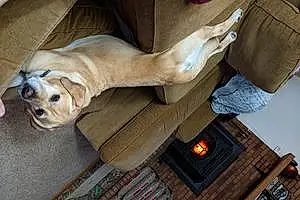 Name Labrador Retriever Dog Jace