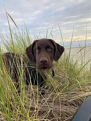 Name Labrador Retriever Dog Clark