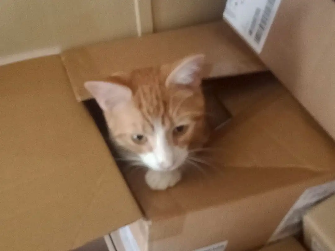 Cat, Shipping Box, Wood, Felidae, Carnivore, Hardwood, Small To Medium-sized Cats, Packing Materials, Carton, Box, Whiskers, Packaging And Labeling, Package Delivery, Room, Cardboard, Domestic Short-haired Cat, Plywood, Paper Product, Drawer