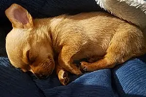 Name Chihuahua Dog Carmella