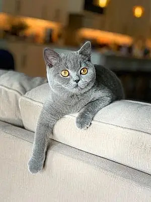 Name British Shorthair Cat Chauncey