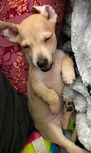 Name Chihuahua Dog Adam