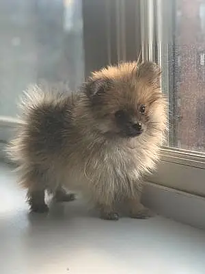 Name Pomeranian Dog Kami
