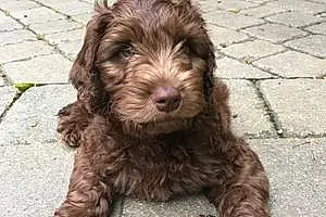 Name Goldendoodle Dog Buckley