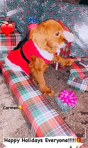 Name Cavalier King Charles Spaniel Dog Carmen