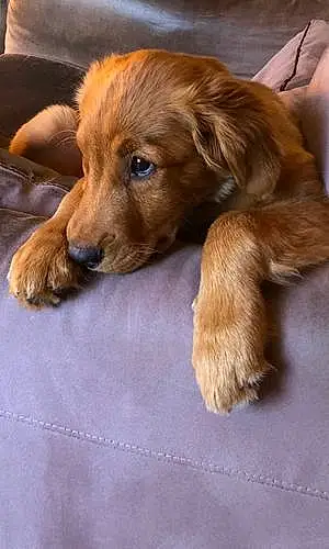Firstname Golden Retriever Dog Callie