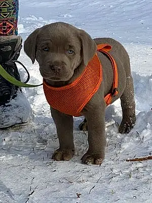 Name Labrador Retriever Dog Bauer