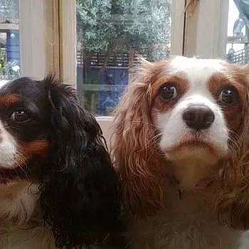 Millie and Penny