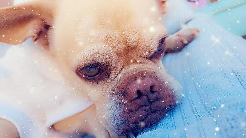 Nose, Dog, Water, Human Body, Carnivore, Dog breed, Fawn, Working Animal, Companion dog, Snout, Whiskers, Toy Dog, Close-up, Terrestrial Animal, Happy, Bathing, Wrinkle, Canidae, Puppy love