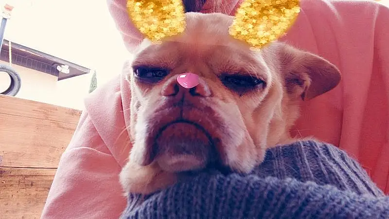 Nose, Dog, Dog breed, Carnivore, Ear, Textile, Whiskers, Pink, Companion dog, Comfort, Fawn, Working Animal, Wrinkle, Snout, Toy Dog, Felidae, Selfie, Happy, Canidae