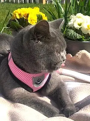 Name British Shorthair Cat Bluebell