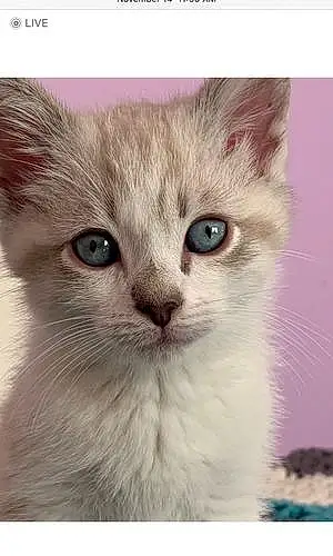 Name Siamese Cat Juju