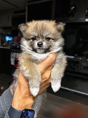 Name Pomeranian Dog Charlie