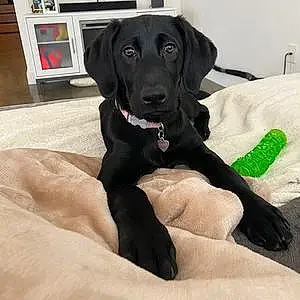 Name Labrador Retriever Dog Hazelnut