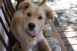 Name Golden Retriever Dog Aura