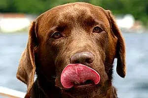 Name Labrador Retriever Dog Chocolate