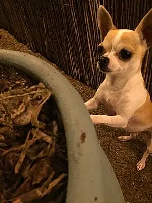 Name Chihuahua Dog Leona