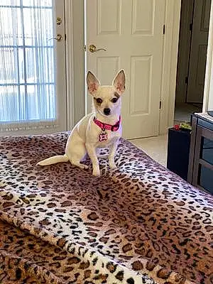 Name Chihuahua Dog Blanca