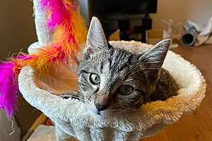 Name Bengal Cat Lia
