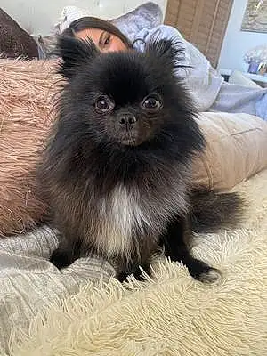 Pomeranian Dog Smudge