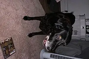 Name Labrador Retriever Dog Jess