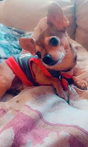 Name Chihuahua Dog Doobie
