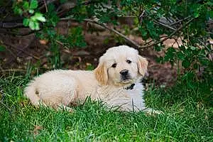 Name Golden Retriever Dog Cashew