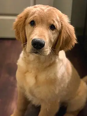 Name Golden Retriever Dog Jace