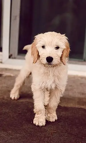 Name Goldendoodle Dog Ducky