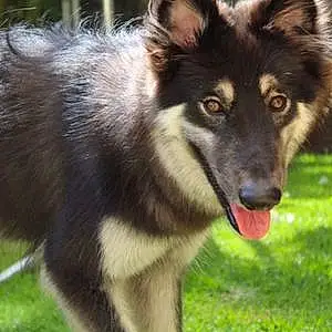 Name Alaskan Malamute Dog Esther