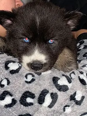 Name Dog Eclipse