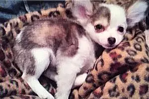 Name Chihuahua Dog Chachi