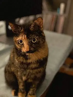 Name British Shorthair Cat Kiki