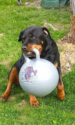 Name Rottweiler Dog Chevy