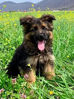 Name German Shepherd Dog Anna