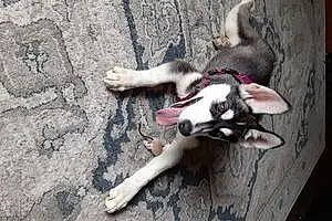 Name Husky Dog Everest