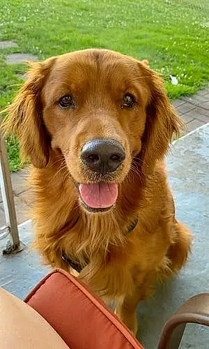 Name Golden Retriever Dog Kipper