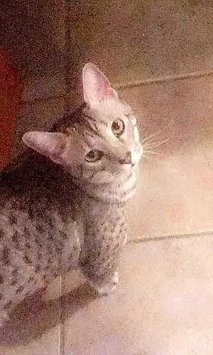 Name Egyptian Mau Cat Cairo