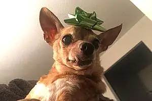 Name Chihuahua Dog Beast