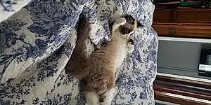Name Siamese Cat Cleocatra